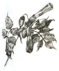 drawings