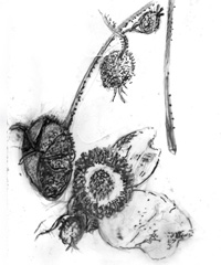 drawings