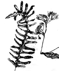 drawings