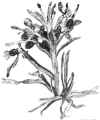 drawings