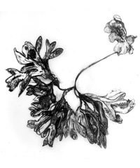 drawings